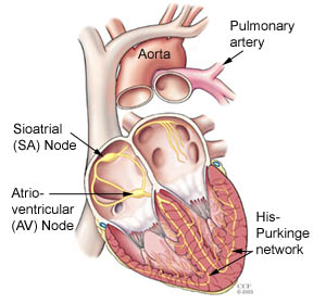 Electrical system of the heart